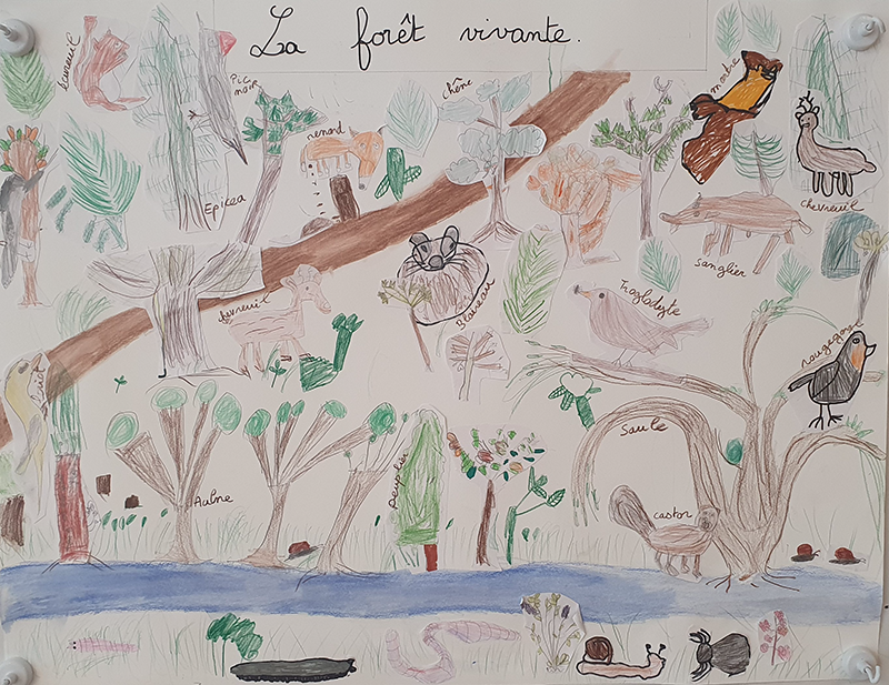 Dessin d'enfant représentant les animaux et les plantes de la forêt