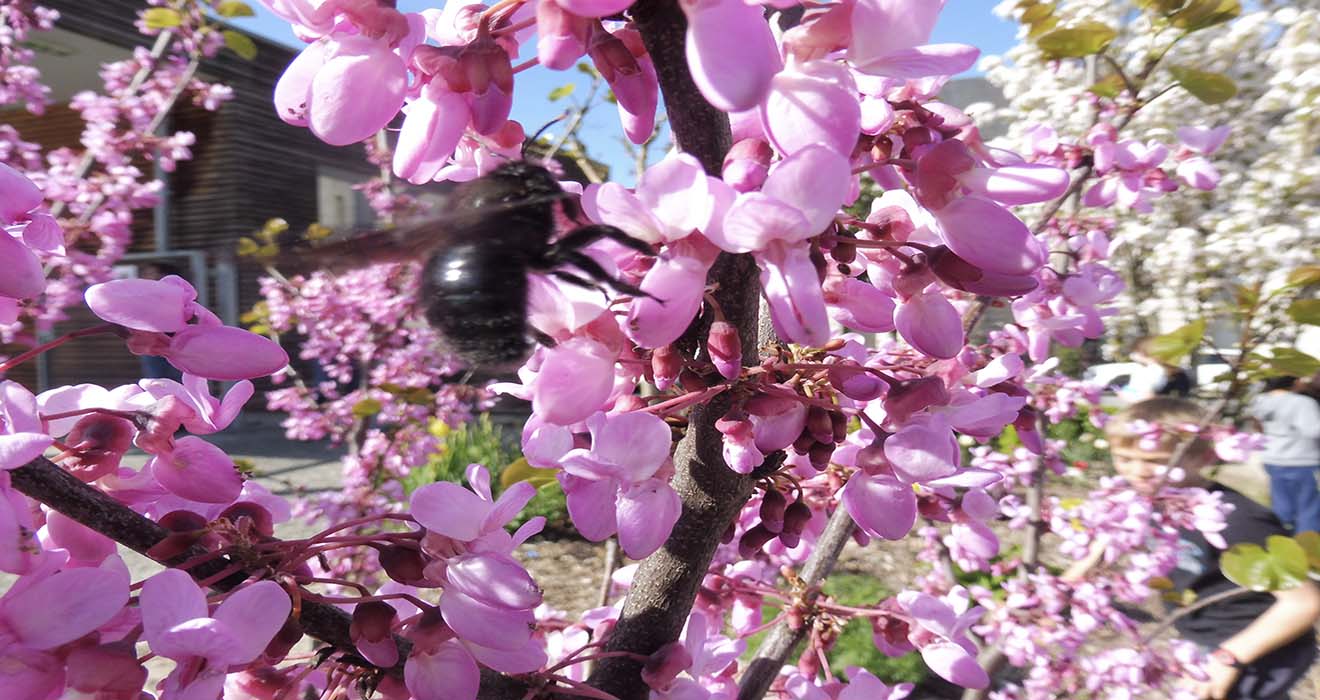 abeille sur un arbre de Judée vue lors d'un atelier Spipoll au Viviers-du-Lac