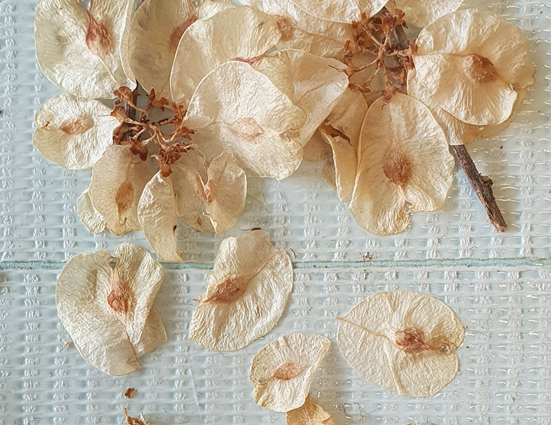 fruits d'orme séchés pour un herbier