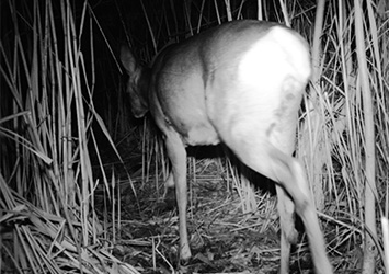 chevreuil dans la nuit photographié au piège photo